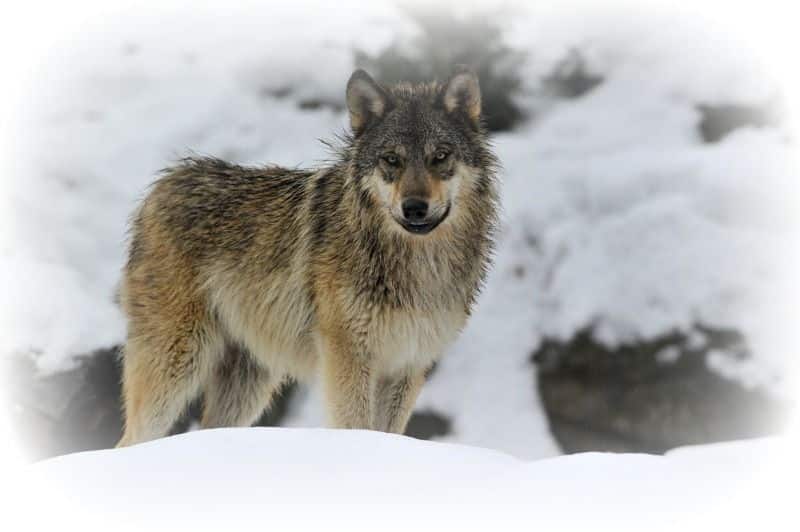 carnivoros animales