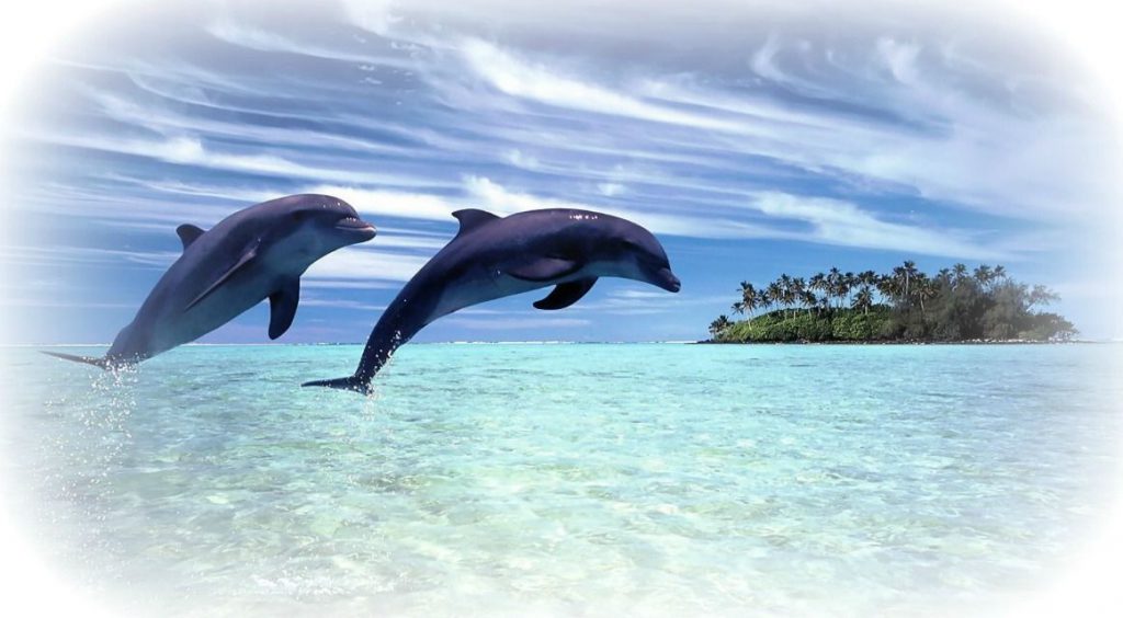 delfines-comercio