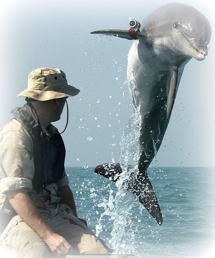delfines-ejército