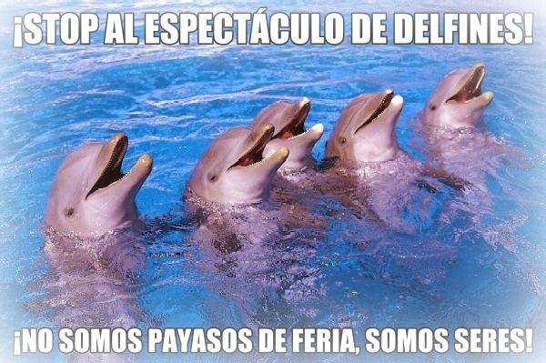 stop-delfines